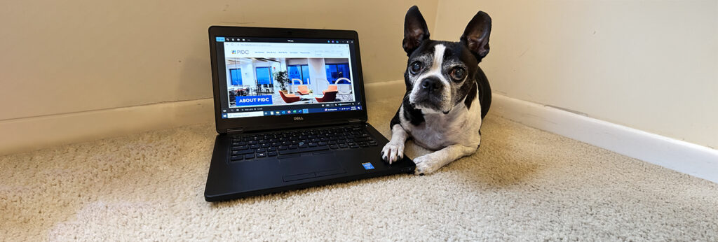 Image of laptop and dog.